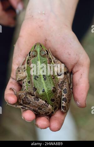 Hand hält einen Perez`s Frosch. Stockfoto